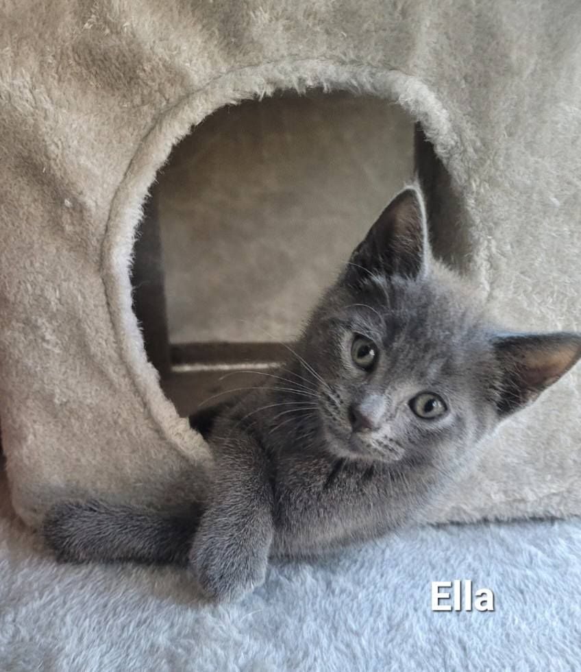 Ella Ella